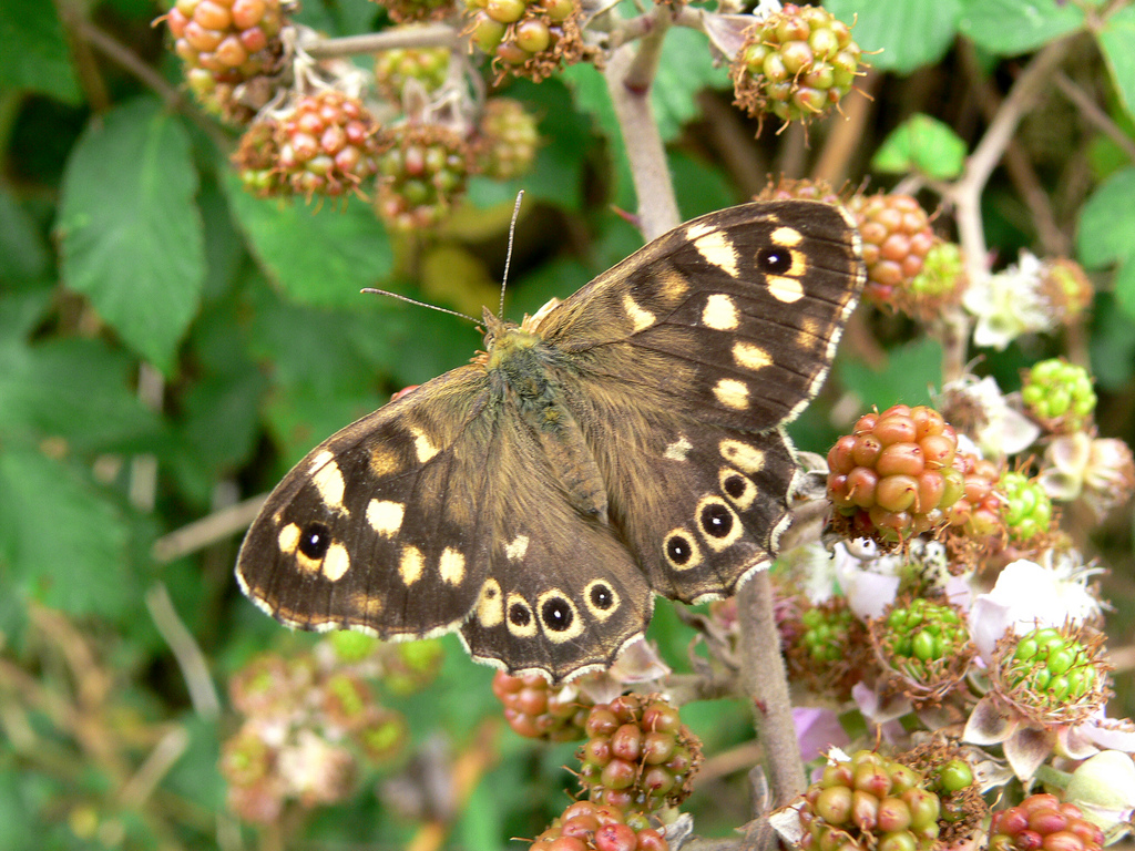 Image: The speckled wood butterfly is a widespread species which can often be found in gardens. It has expanded its distribution in response to climate change; it occurs across all but the very north of England and is also found in northern Scotland. Credit: Tim Melling/Butterfly Conservation
